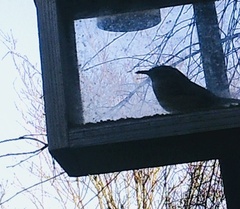 Thryothorus ludovicianus