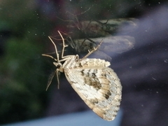 Asaphodes