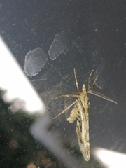 Asaphodes