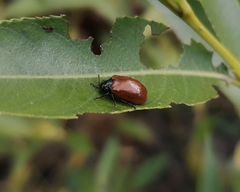 Plagiodera erythroptera