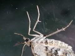 Asaphodes