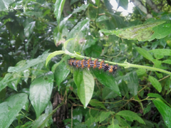 Dysschema leucophaea