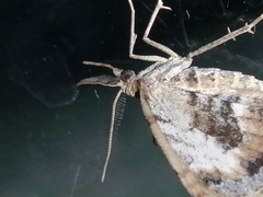Asaphodes