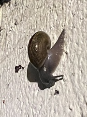 Helminthoglypta traskii