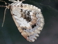 Asaphodes