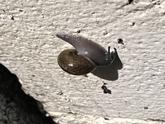 Helminthoglypta traskii