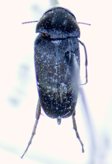 Mordella marginata