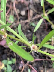 Alternanthera denticulata