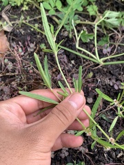 Alternanthera denticulata