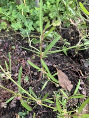 Alternanthera denticulata