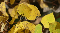 Laphria