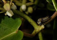 Danaus