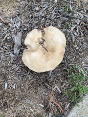 Clitocybe brunneocephala