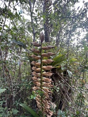 Vriesea macrostachya