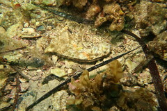 Malleus meridianus