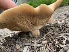 Clitocybe brunneocephala