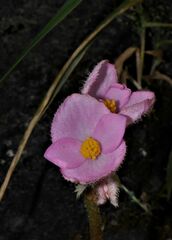 Begonia concanensis