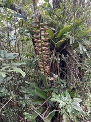 Vriesea macrostachya