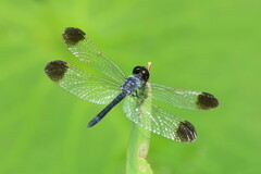 Diplacodes nebulosa