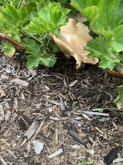 Clitocybe brunneocephala