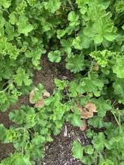 Clitocybe brunneocephala