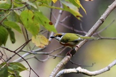 Vireolanius melitophrys