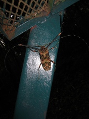 Acrocinus longimanus