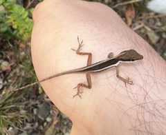 Anolis krugi