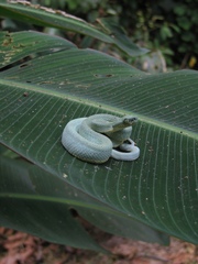 Bothrops bilineatus smaragdinus