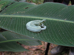 Bothrops bilineatus smaragdinus