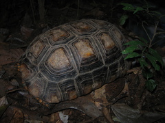 Chelonoidis denticulatus