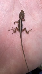 Anolis krugi