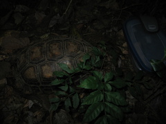 Chelonoidis denticulatus