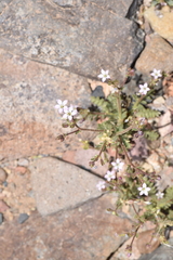 Gilia crassifolia