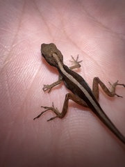 Anolis krugi