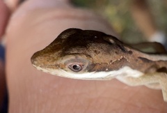 Anolis krugi
