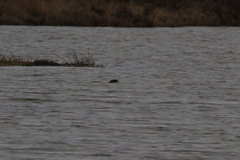 Myocastor coypus