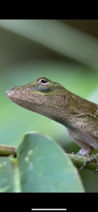 Anolis biporcatus