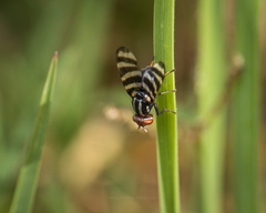 Pterotaenia edwardsi