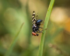 Pterotaenia edwardsi
