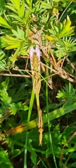 Hemiempusa capensis