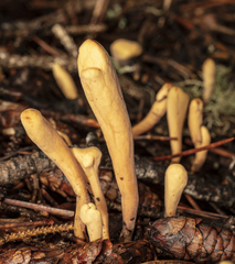 Clavariadelphus ligula