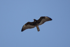 Geranoaetus albicaudatus