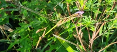 Hemiempusa capensis