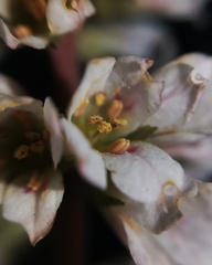 Francoa appendiculata
