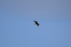 Geranoaetus albicaudatus