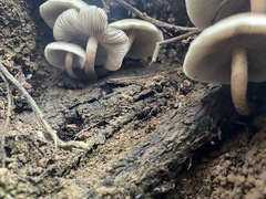 Hypholoma capnoides
