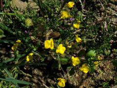Hemimeris sabulosa