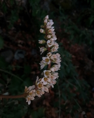 Francoa appendiculata