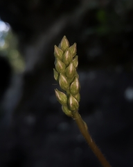 Francoa appendiculata